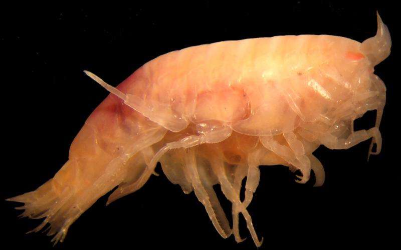 Whale-eating deep-sea shrimp discovered