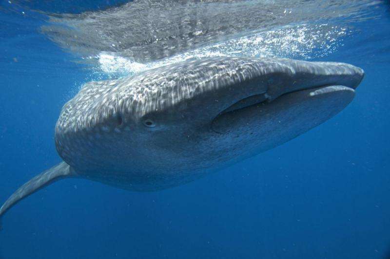 Whale sharks in Gulf of Mexico swim near the surface, take deep dives