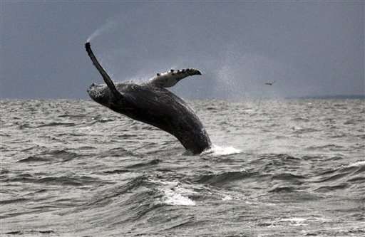 Whales return to Long Island Sound after long hiatus