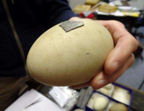 What 300,000 year old eggshells reveal about the environment of the Paleolithic