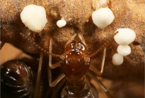 What agriculture can learn from termites and fungi