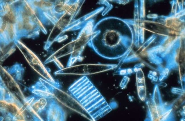 What are those phytoplankton up to? Genetics holds some clues