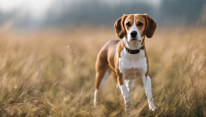 What can beagles teach us about Alzheimer’s disease?