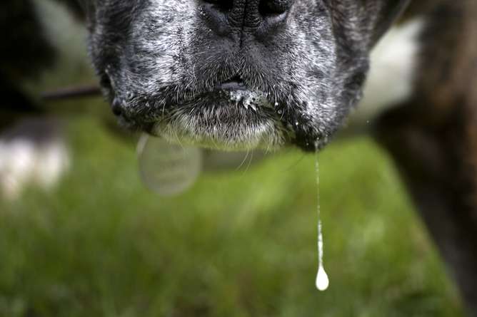What clues does your dog's spit hold for human mental health?