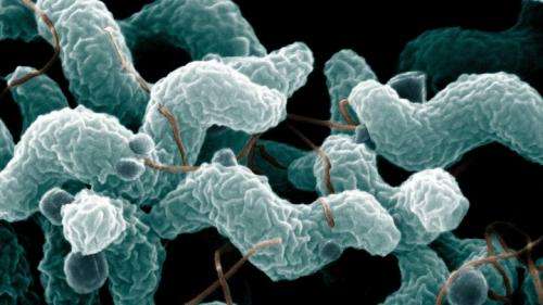 What is campylobacter, and what are we doing about it?