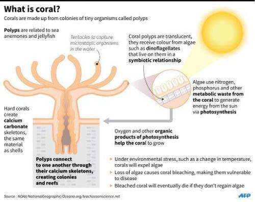 What is coral?