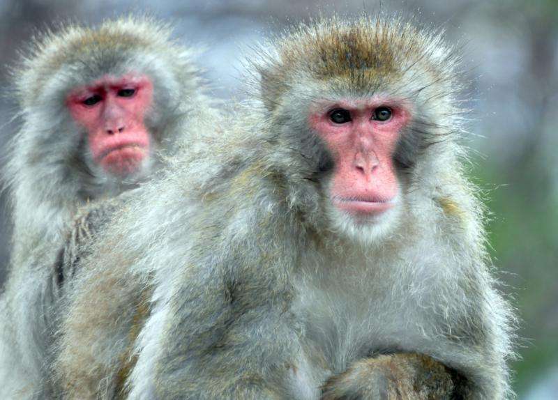 What we can learn from primate personality