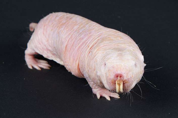 What you didn’t know about naked mole-rats