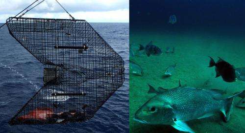 When estimating fish populations, seeing is believing