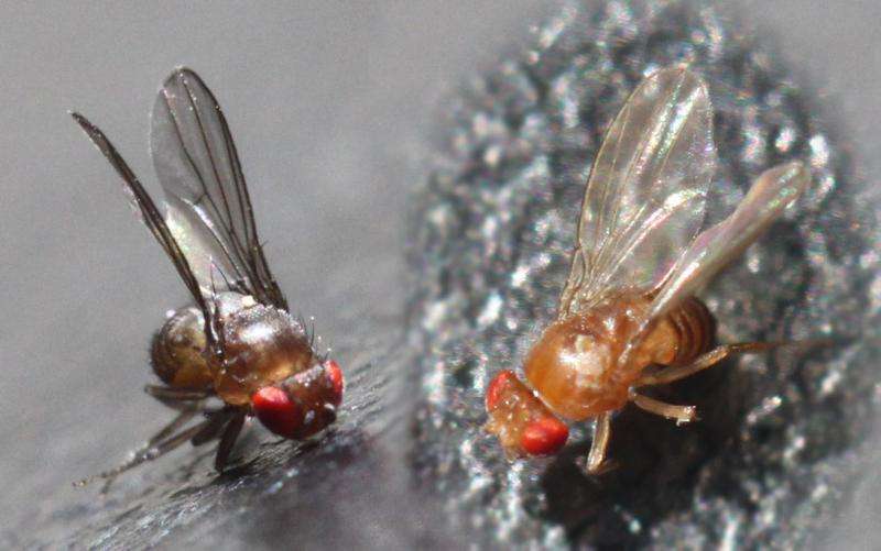 When fruit flies get sick, their offspring become more diverse