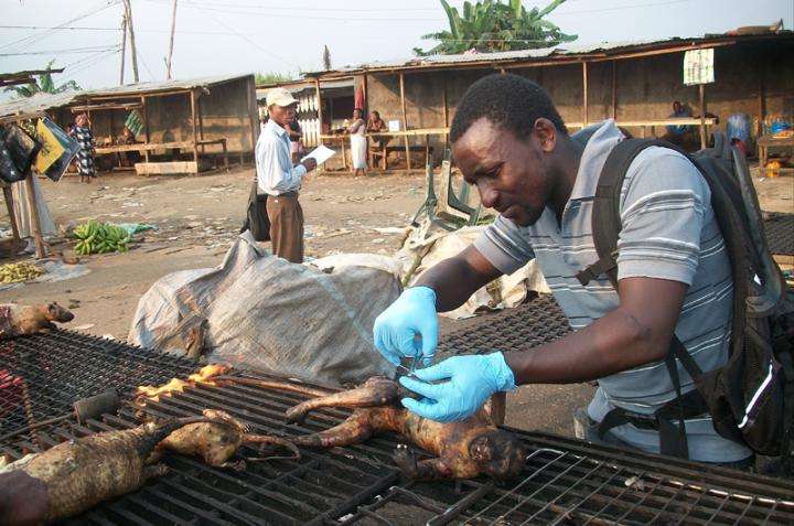 Where commerce &amp; conservation clash: Bushmeat trade grows with economy in 13-year study