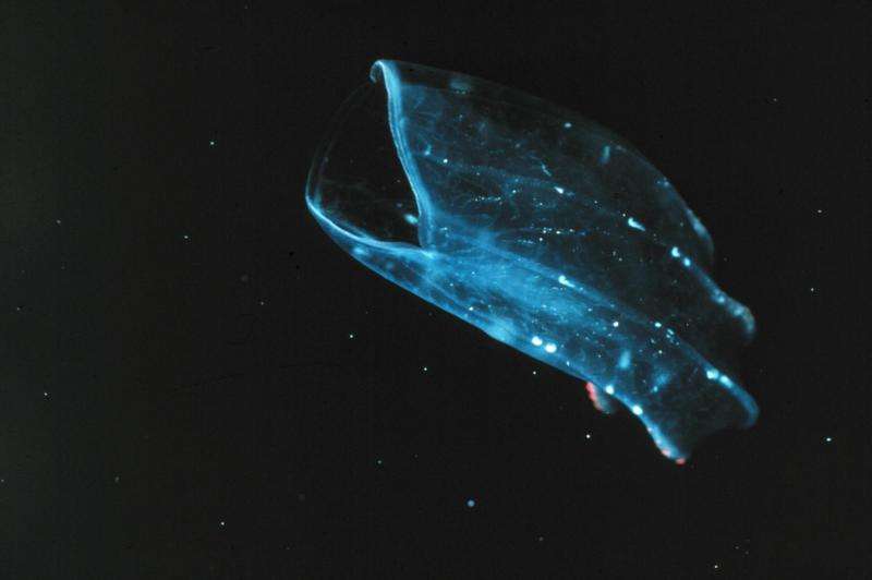 Which came first—the sponge or the comb jelly?