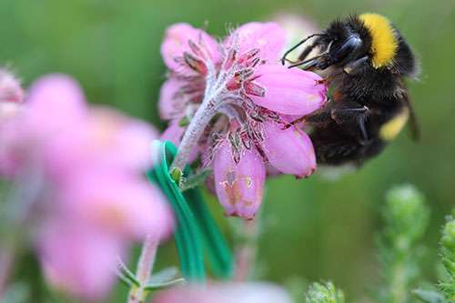 Which insects are the best pollinators?