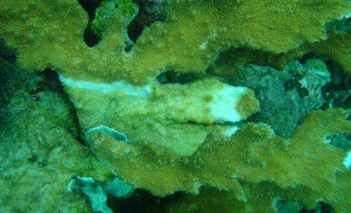 White-band disease, culprit in disappearing reefs, driven by rising temperatures