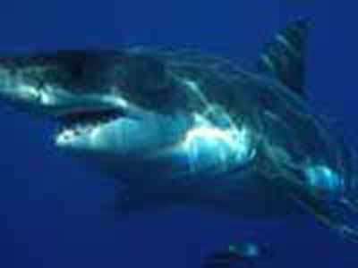 White sharks grow more slowly and mature much later than previously thought