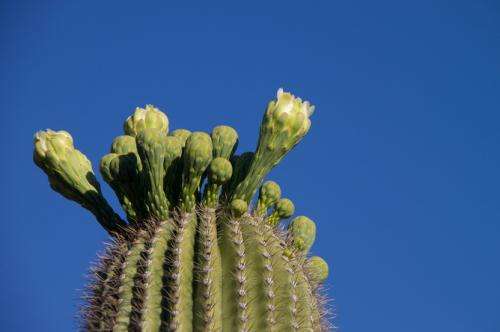 Why are cacti so juicy? The secret strategy of succulents
