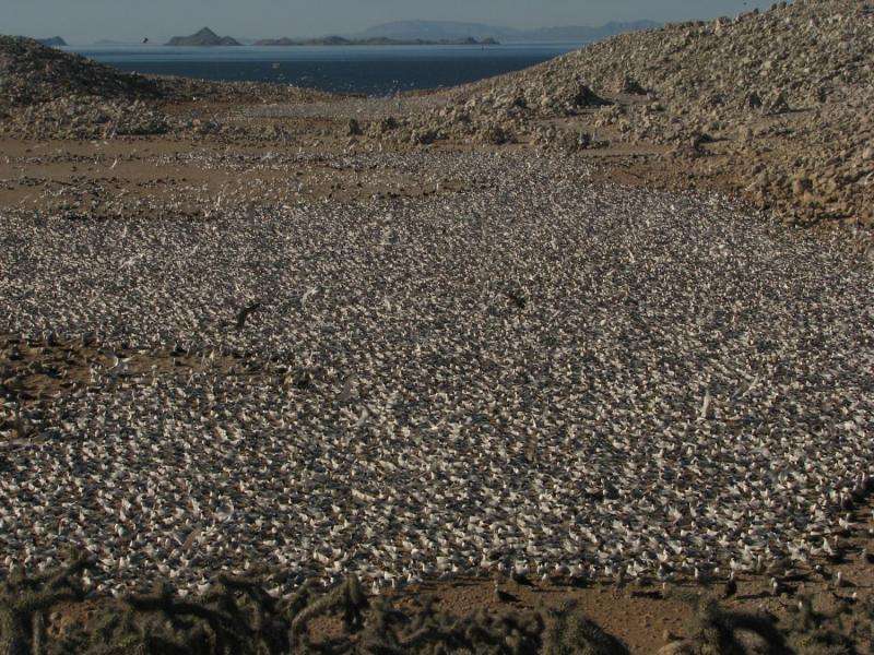 Why are seabirds abandoning their ancestral nesting grounds in the Gulf of California?