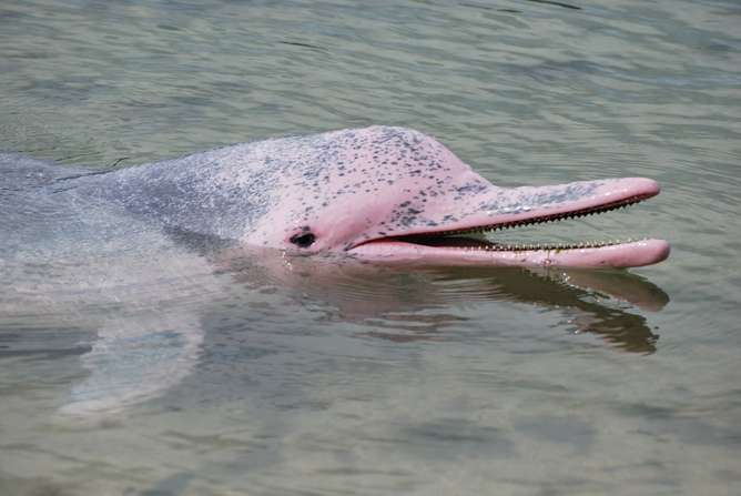 Why are the endangered dolphins of Hong Kong pink?