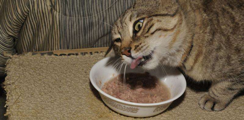 Why cats are fussy eaters but dogs will consume almost anything
