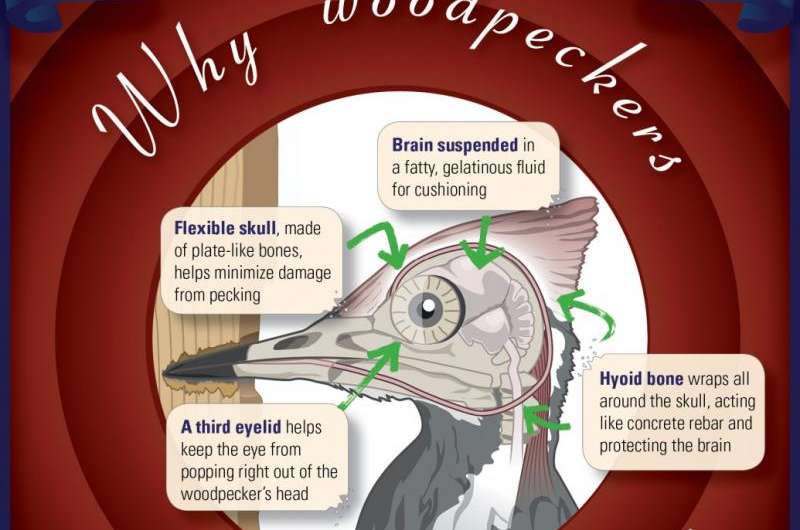 Why don't woodpeckers get headaches?