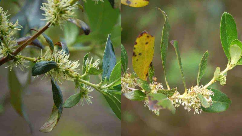 Why our native plants are not so special after all