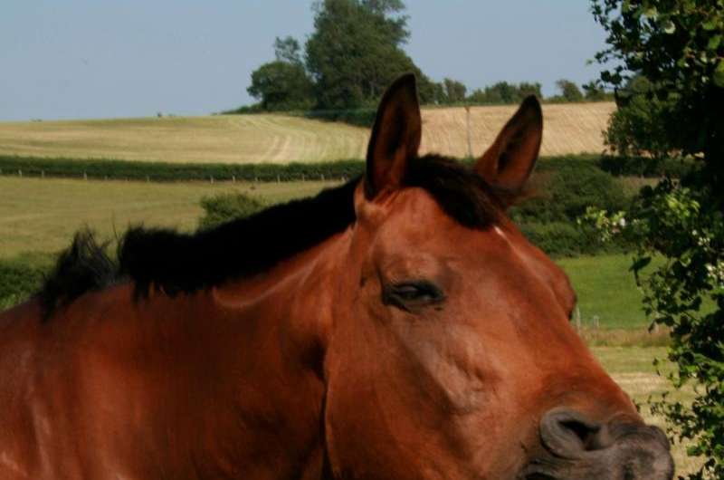 Why the long face? Horses and humans share facial expressions