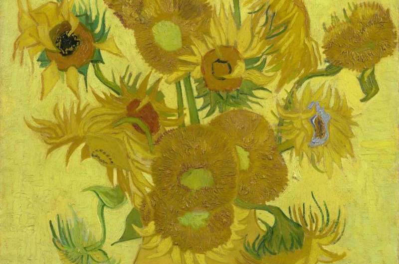 Why van Gogh's Sunflowers are wilting
