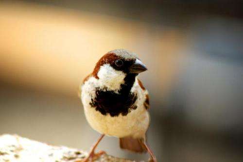 Why you should celebrate World Sparrow Day