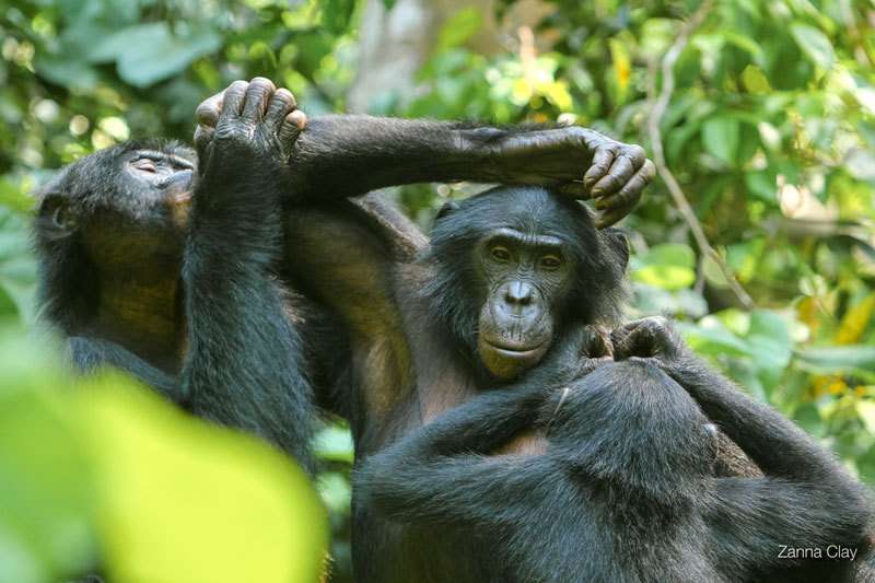 Wild bonobos use referential gestural system to communicate their intentions