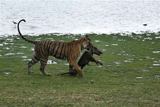Wildlife groups say 41 tigers have died in India this year