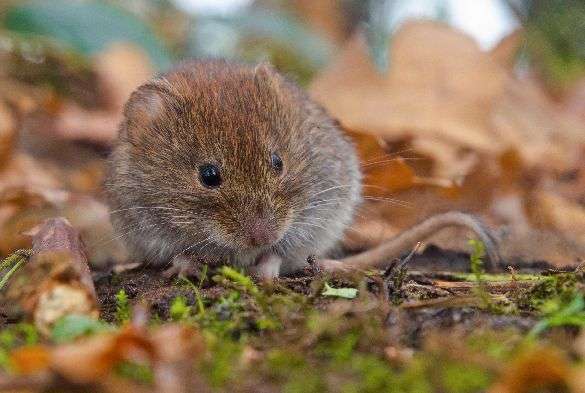 Wild voles’ fight against infection could help explain varied immunity