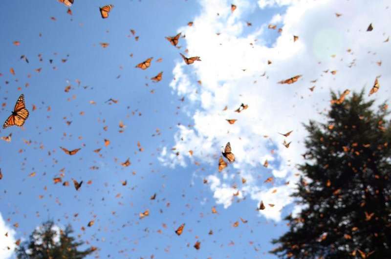 Wing structure helps female monarch butterflies outperform males in flight