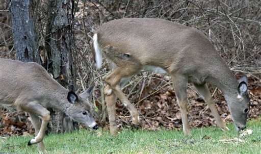Winter proves tough on deer, states weigh hunting limits