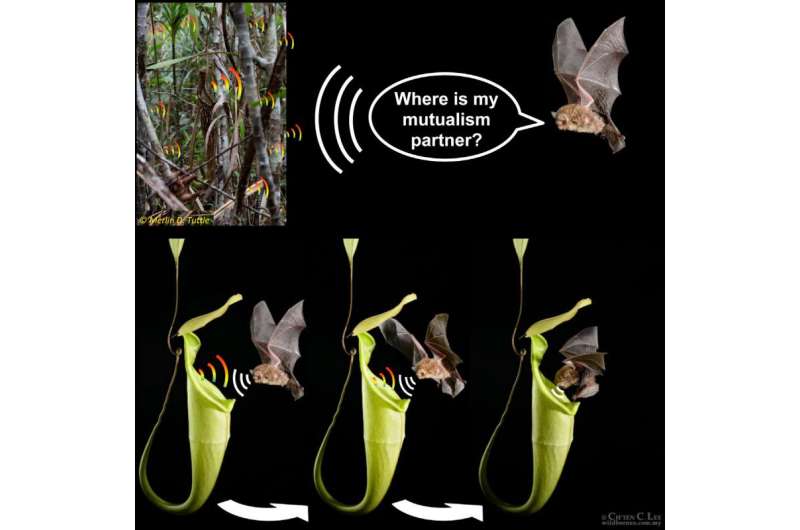 With acoustic reflector, carnivorous pitcher plants advertise themselves to bats