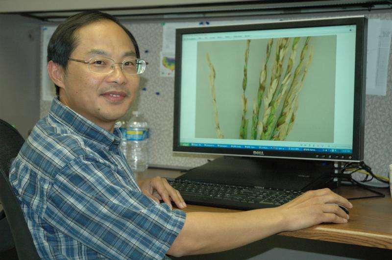 With organic rice in demand, scientists to help farmers improve production