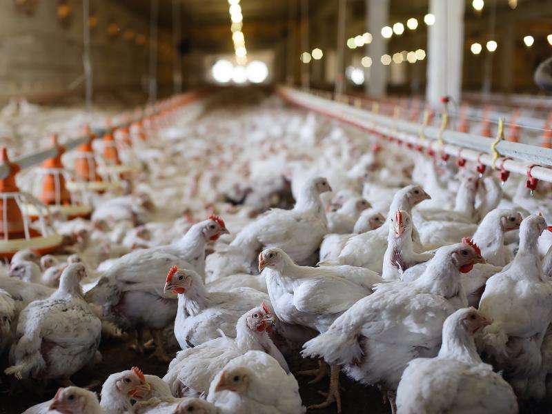 With plant extracts, preventing antibiotic resistance in farm animals