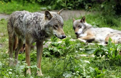 Wolves are pictured in Bialowieza forest in northeastern Poland on June 12, 2005