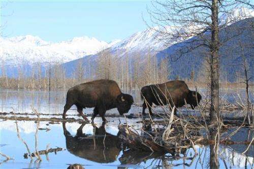 Wood bison make it to Alaska village; April release planned