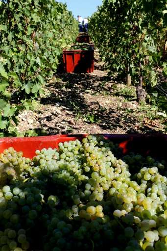 Workers harvest grapes at Michel Drappier's vineyards in Urville, eastern France