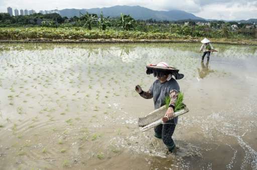 Workers plant rice in a paddy field at a farm in the New Territories in Hong Kong on August 6, 2014