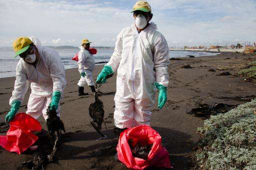 Workers put dead birds into plastic bags on the beach in Concepcion, Chile on May 18, 2015