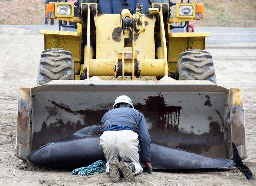 Workers remove a dead melon-headed whale beached on the shore of Hokota city, northeast of Tokyo on April 10, 2015
