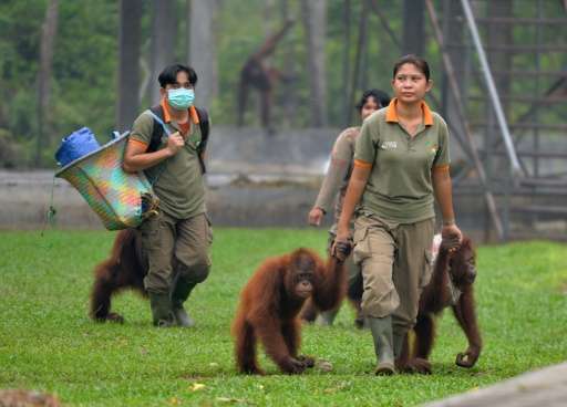 Workers walk with orangutans as they arrive from schooling in the forest at the rehabilitation centre operated by the Borneo Ora