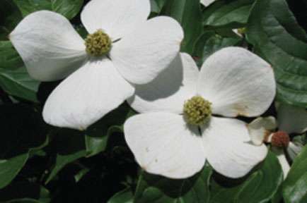 World-famous, yet nameless: Hybrid flowering dogwoods named by Rutgers scientists