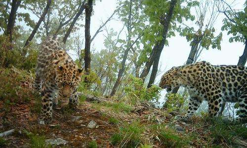 World's rarest wild cat doubles in number