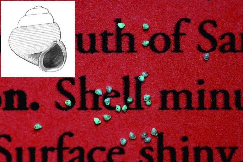 World's tiniest snail record broken with a myriad of new species from Borneo