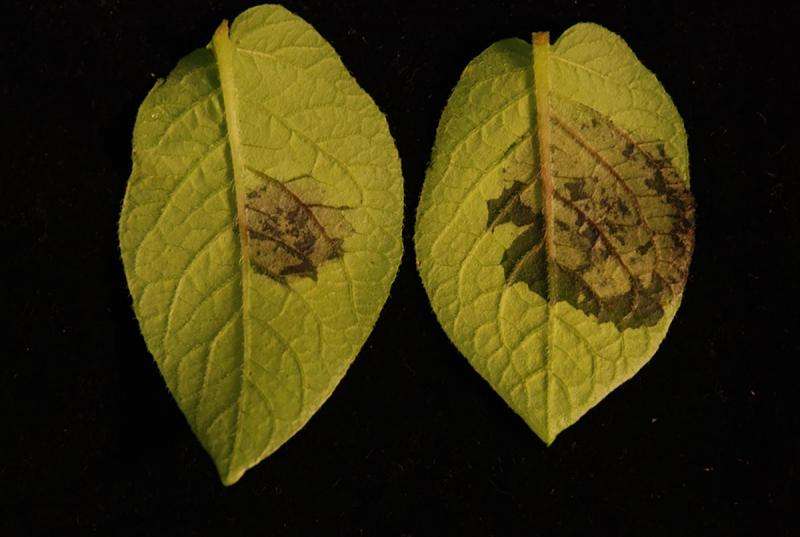 Worm pheromones trigger plant defenses, study finds