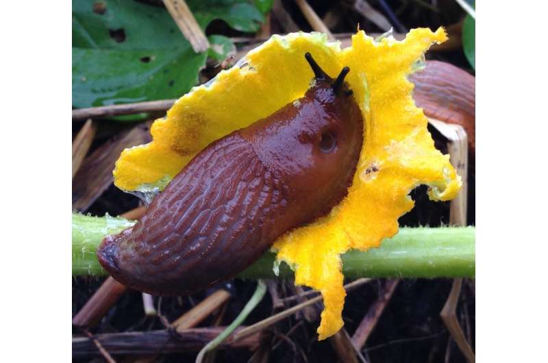 Worms hitch rides on slugs when traveling to far flung places