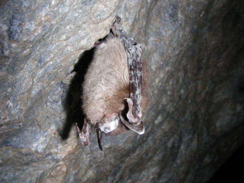 Yeast byproduct inhibits white-nose syndrome fungus in lab experiments