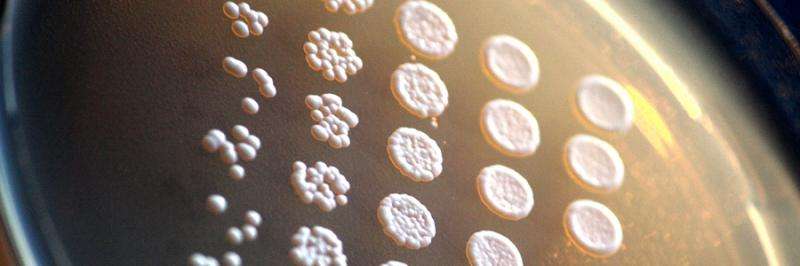 Yeast cells optimize their genomes in response to the environment